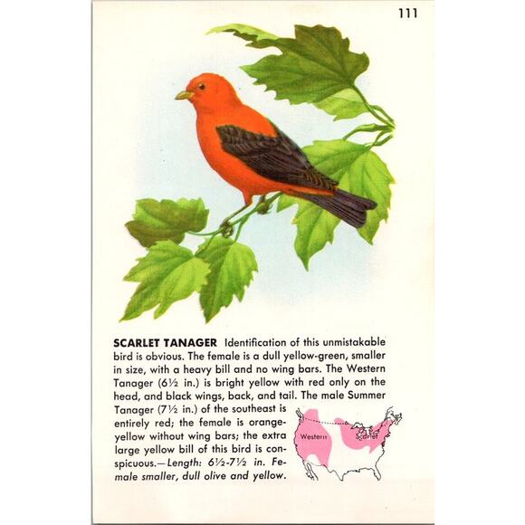 Scarlet Tanager Identification Is Obvious 1964 Bird Book Plate Print SAI5-H1 - Picture 2 of 2